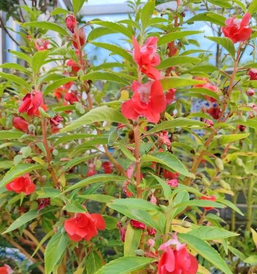 4月可以播种的草本花卉有哪些？草本花卉播种的注意事项是什么？