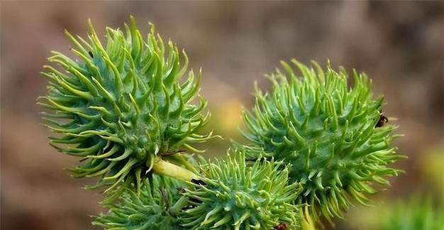 幽灵偏爱哪些植物？这些植物有何特殊之处？