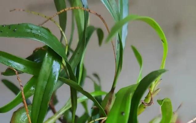 幽灵偏爱哪些植物？这些植物有何特殊之处？
