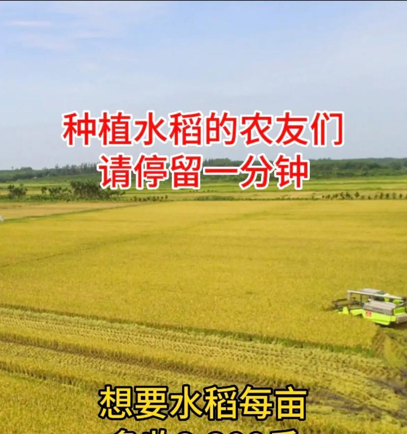水稻两种颜色分别代表什么？