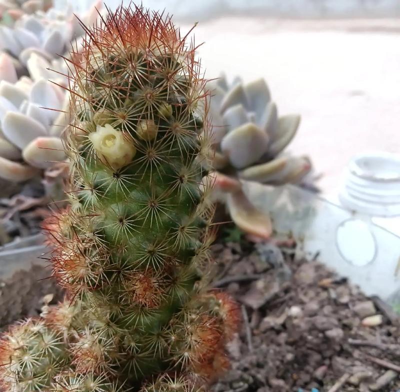 植物多刺的原因是什么？多刺植物有哪些特点？