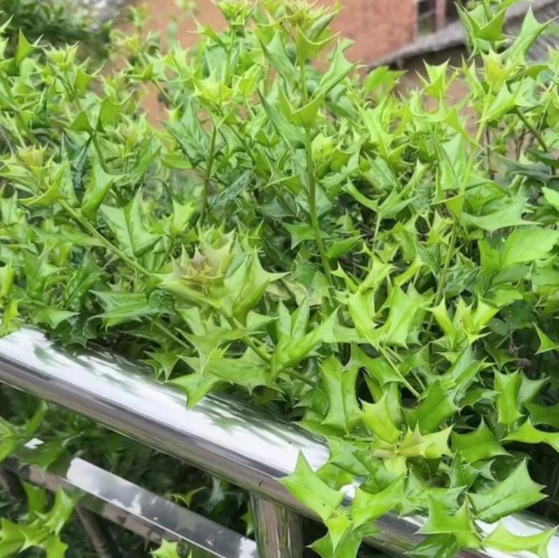 植物多刺的原因是什么？多刺植物有哪些特点？