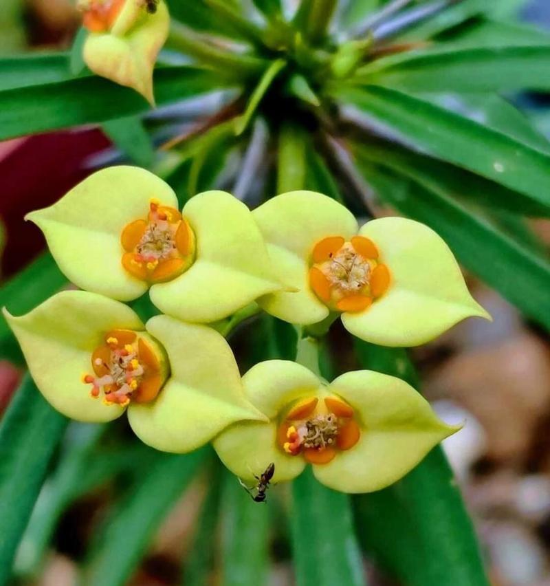 植物多刺的原因是什么？多刺植物有哪些特点？