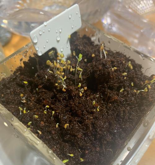 植物盲盒种子的发货时间是多久？