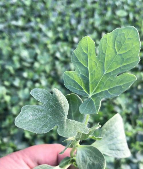 无籽植物有哪些？它们的繁殖方式是什么？