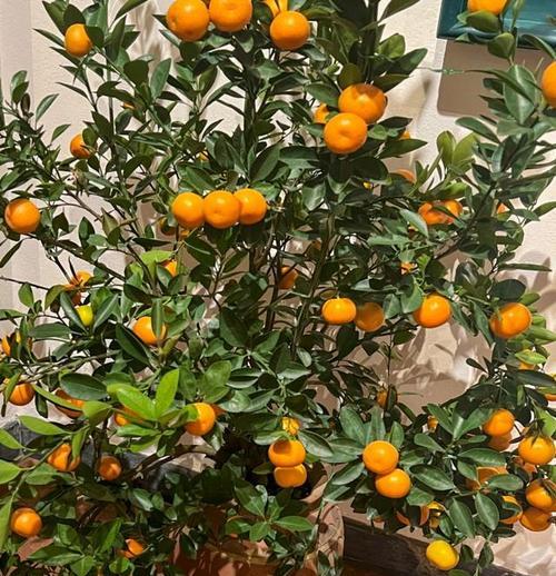 哪些植物可以带来财运？风水中哪些植物象征财富？