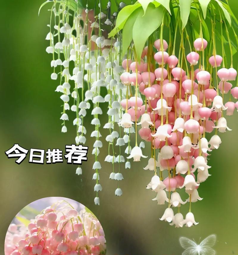 哪些花卉既耐寒又香气浓郁？它们的养护技巧是什么？