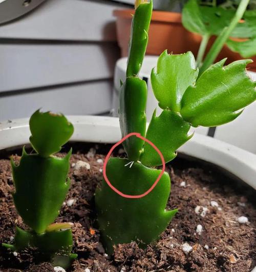 移栽植物时应如何保护它们？有哪些注意事项？