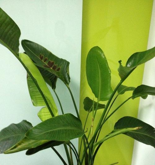 空调间里怎么养花草植物？有哪些注意事项？