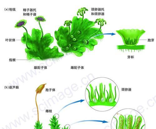 小熊种子植物的种植方法是什么？