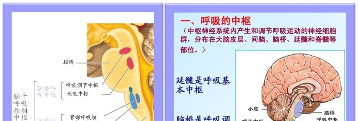 植物人恢复呼吸要多久才能恢复？恢复过程中需要注意什么？