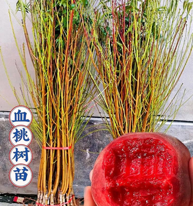 毛桃树能嫁接血红桃吗？嫁接后如何养护？