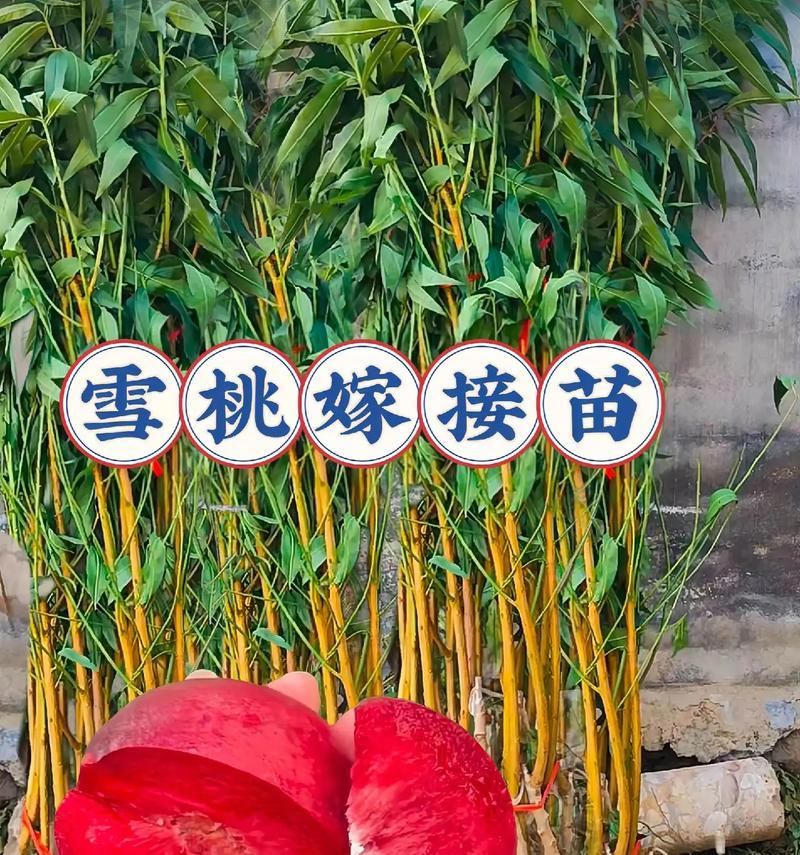毛桃树能嫁接血红桃吗？嫁接后如何养护？