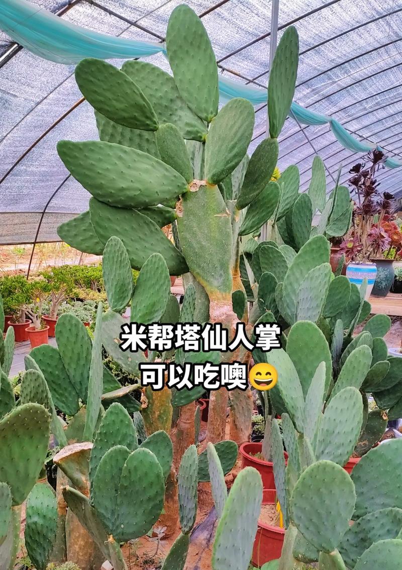 肉肉植物何时播种最佳？播种肉肉植物需要注意什么？