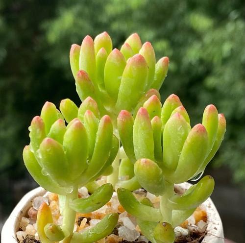 肉肉植物何时播种最佳？播种肉肉植物需要注意什么？