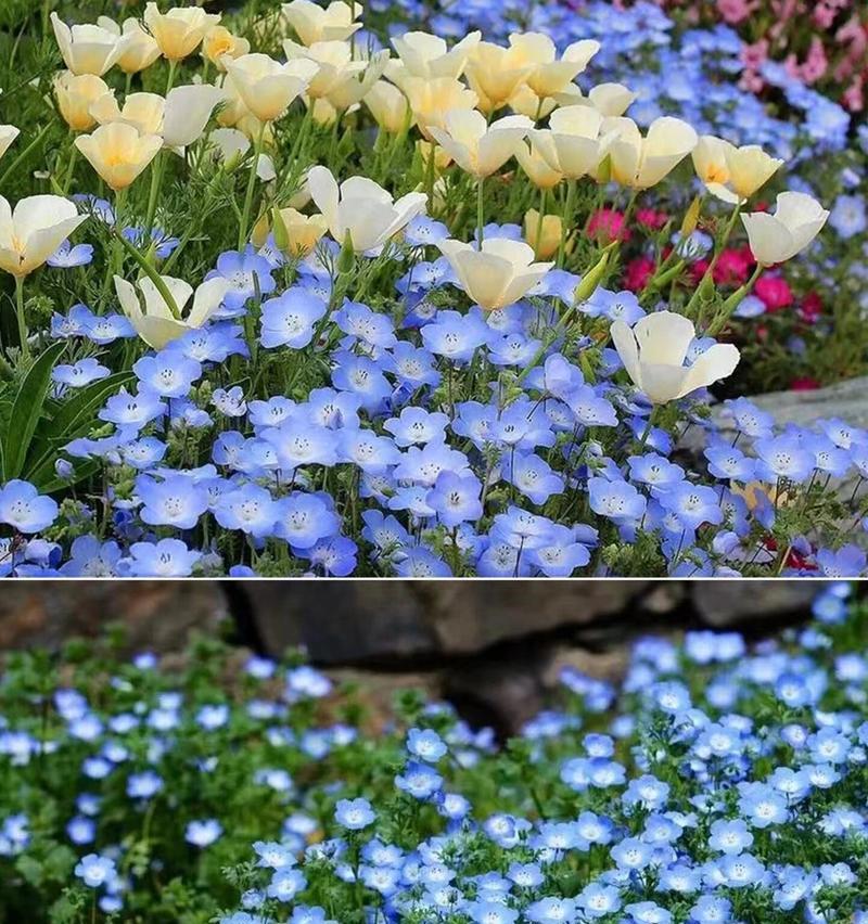 哪些花卉植物适合做地铺？地铺花卉的选择标准是什么？