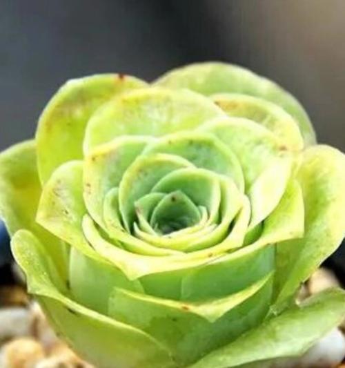 多肉植物上面铺什么好？哪种材料最适合？