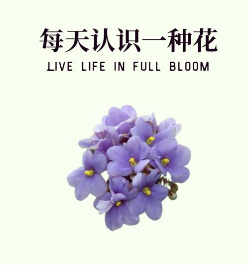 郁金香的花语有哪些？它通常象征着什么情感或品质？