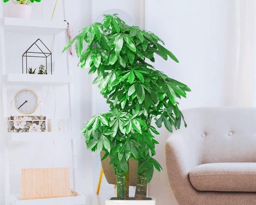 玄关处摆放哪种植物最合适？