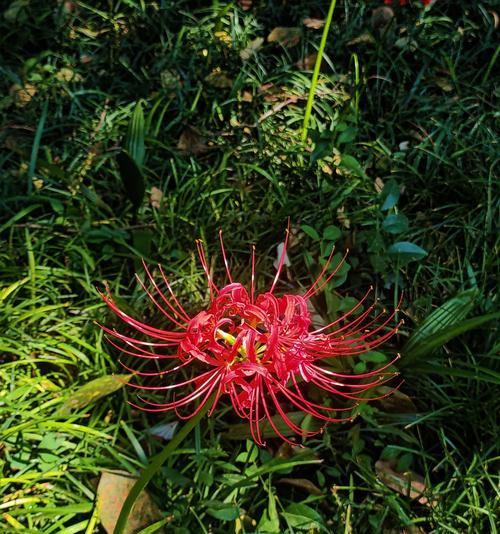 彼岸花的花语是什么？它代表了什么？