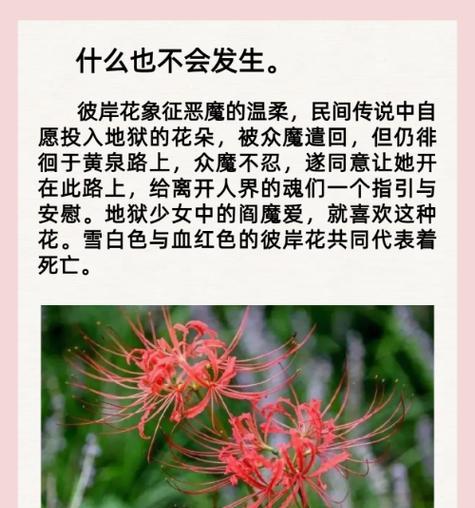彼岸花的花语是什么？它代表了什么？