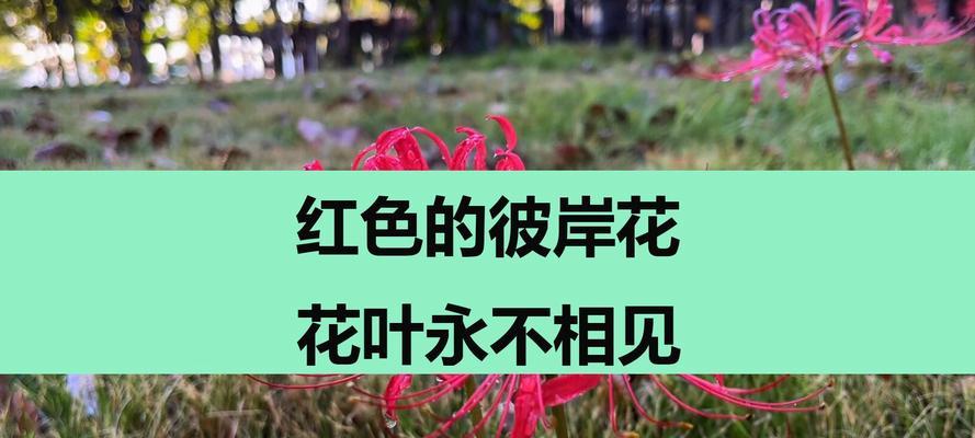 彼岸花的花语是什么？它代表了什么？