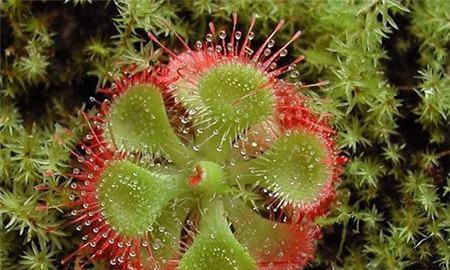 哪些植物容易吸引虫子？