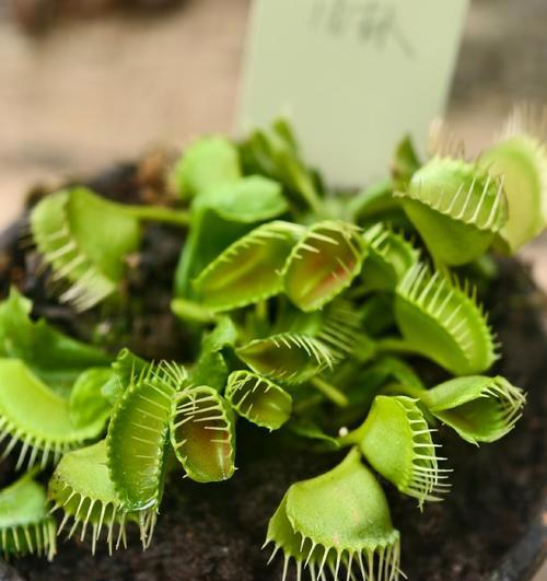 哪些植物容易吸引虫子？