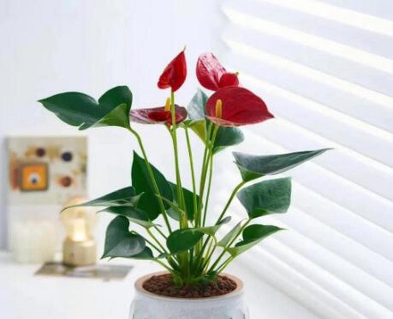 正在开花的植物养护要点是什么？需要注意什么？