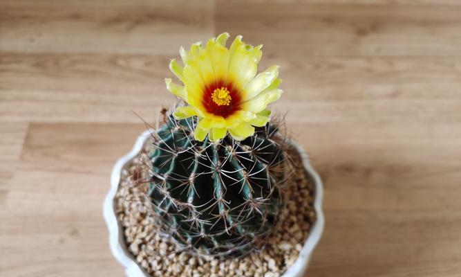 正在开花的植物养护要点是什么？需要注意什么？