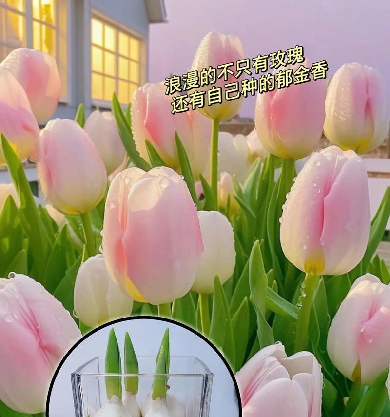 四支白玫瑰和郁金香的组合花语是什么？