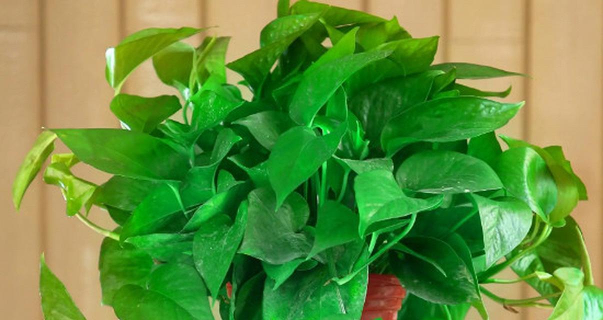 正在开花的植物养护要点是什么？需要注意什么？