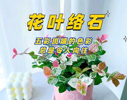 小颗粒石子适合哪些花卉绿植？如何使用？