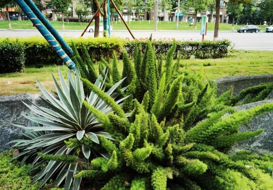 哪些植物是世界上最贵的？它们为何如此昂贵？