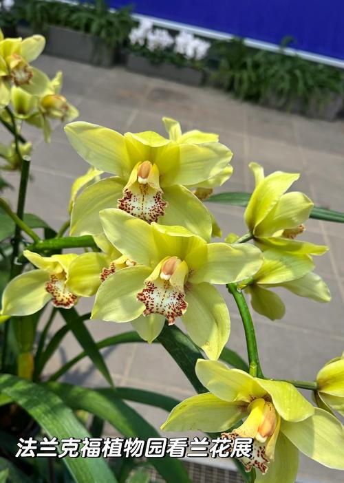 哪些植物是世界上最贵的？它们为何如此昂贵？