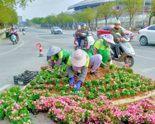 餐厅里适合种植哪些花卉品种？