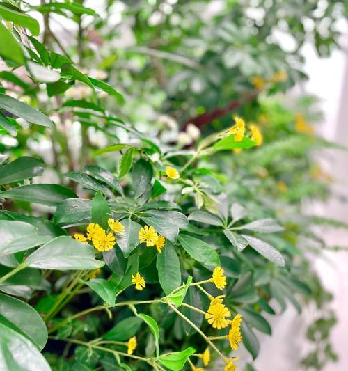 餐厅里适合种植哪些花卉品种？