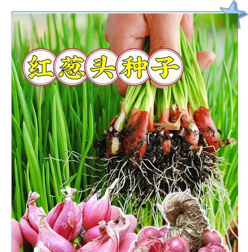 葱做盆栽有什么特别的含义？它代表了什么？