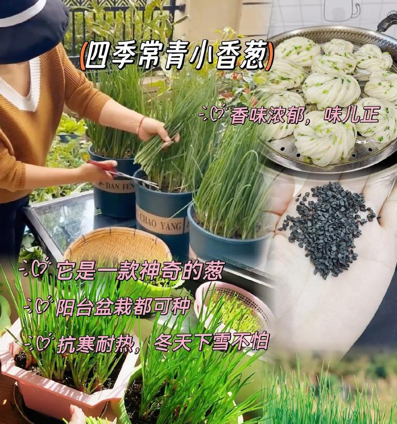 葱做盆栽有什么特别的含义？它代表了什么？