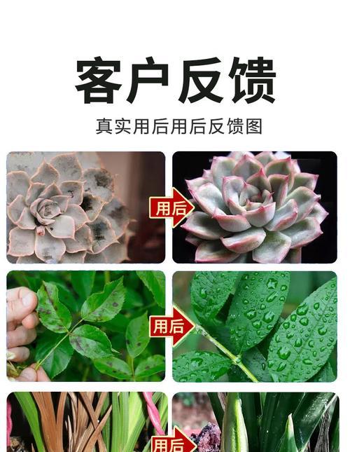 植物打杀菌剂多久吸收？如何判断药物是否生效？
