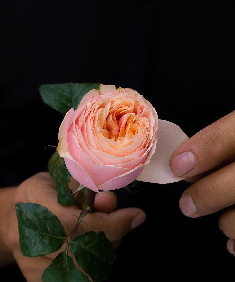 从人身上摘取玫瑰花的含义是什么？