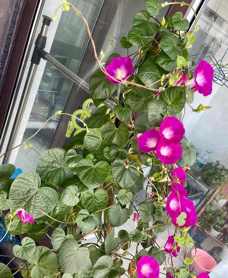 花卉绿植为何突然爆满？如何应对？