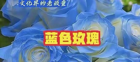 玫瑰花的两个含义是什么？送玫瑰花代表是什么？