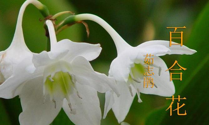 天使的百合处有何含义？百合花在天使形象中扮演什么角色？