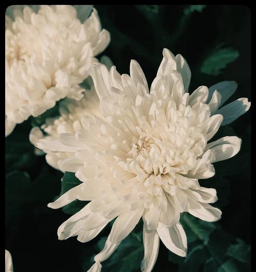 菊花花语代表什么意思？菊花的花语有哪些？