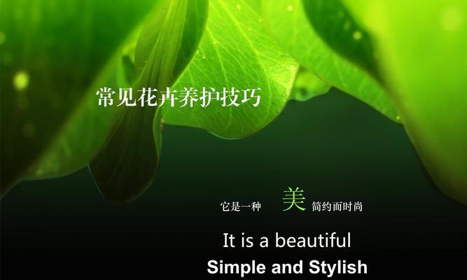 诺贝达是什么花卉品种的？它的特点和养护技巧有哪些？