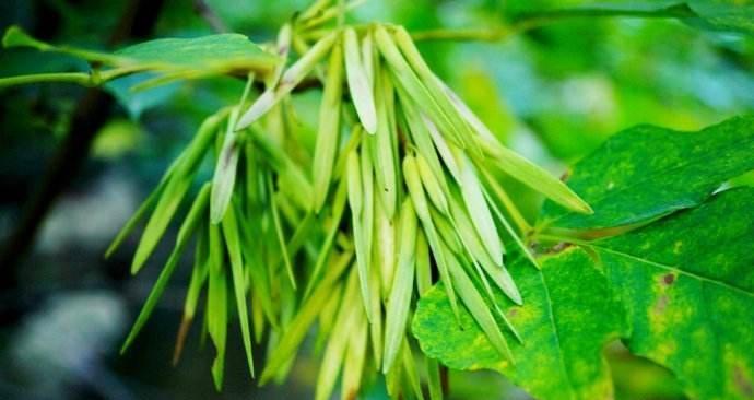 马柳花属于什么植物？它有哪些特性？