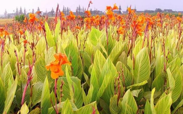美人蕉花语有哪些？美人蕉在不同场合中象征着什么？