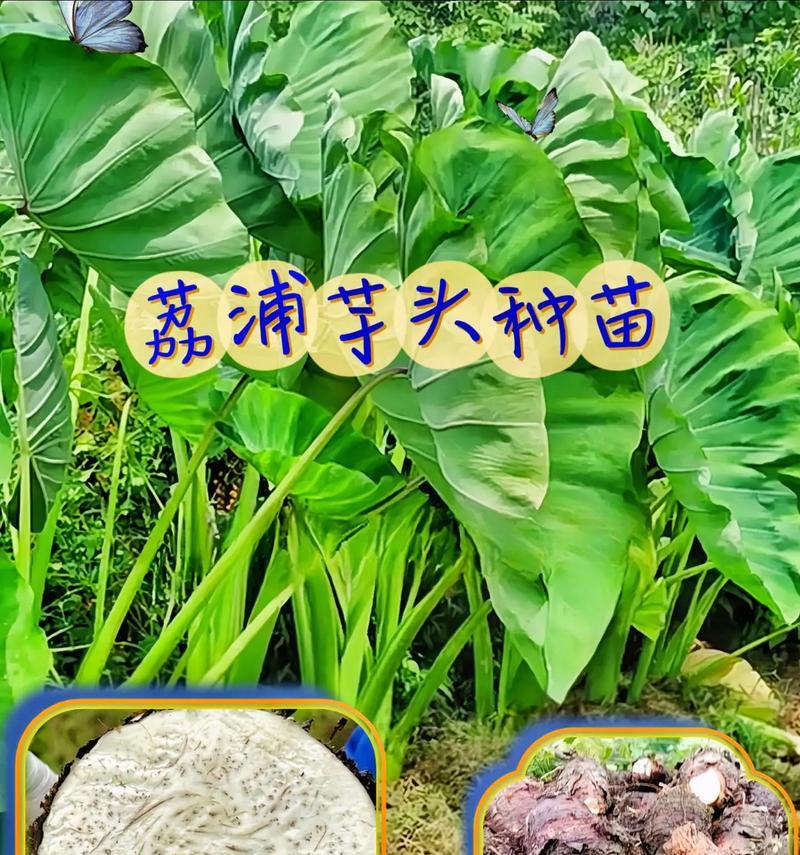 芋艿是什么植物？它的食用和种植方法是什么？