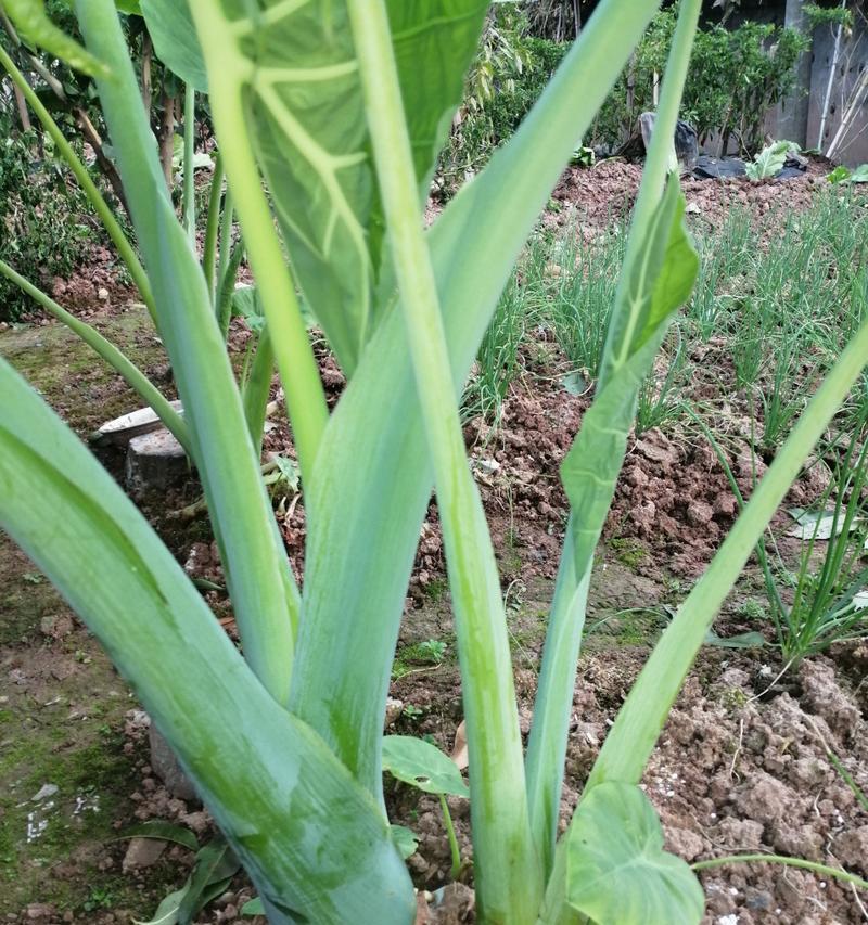 芋艿是什么植物？它的食用和种植方法是什么？